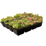 Leichtbau Sedum Kassette