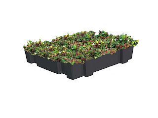 Sedum Kassette