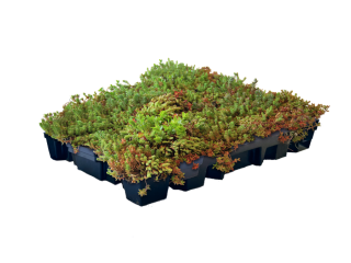 Leichtgewicht Sedum Kassette