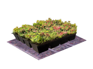 Leichtgewicht Sedum Kassette