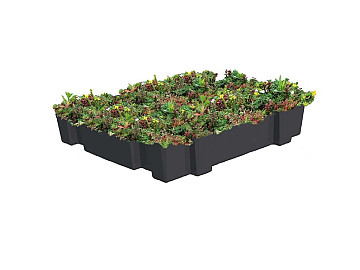 Sedum Kassette