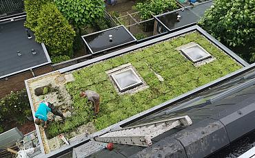 Dachbegrünung in Haarlem