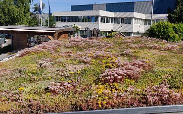 Schaugarten für Dachbegrünung in Heemskerk