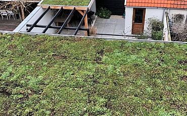 Dachbegrünung in Castricum
