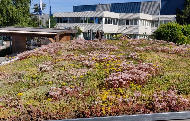 Schaugarten für Dachbegrünung in Heemskerk