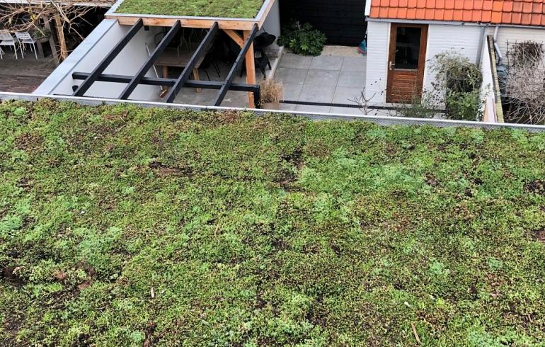 Dachbegrünung in Castricum