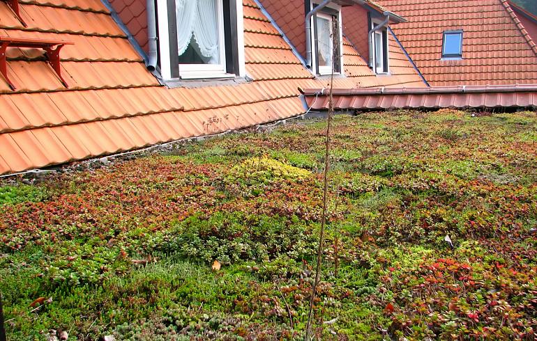 Welche Vorteile hat ein Gründach?
