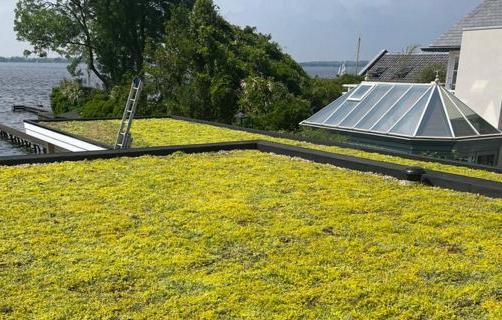 Ist das Sedum auf Ihrem Dach winterhart?