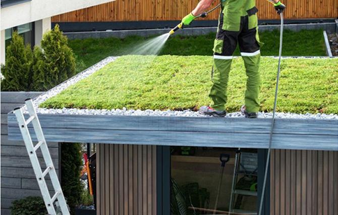 Bewässerung Ihres Gründachs: Wann und wie viel Wasser braucht Sedum?